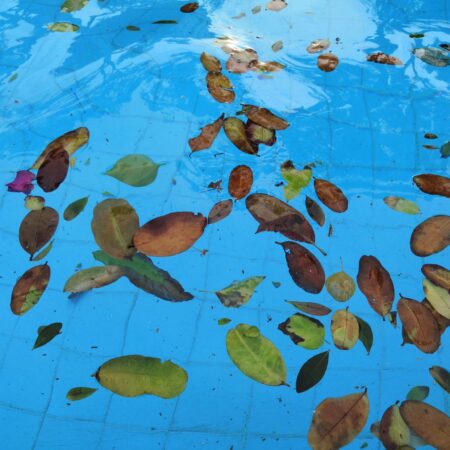 Leaves and debris collecting in a swimming pool in Greenvale before professional cleaning